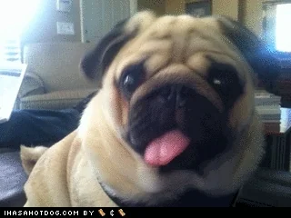Pug dog, turning its head, with its tongue sticking out. 
