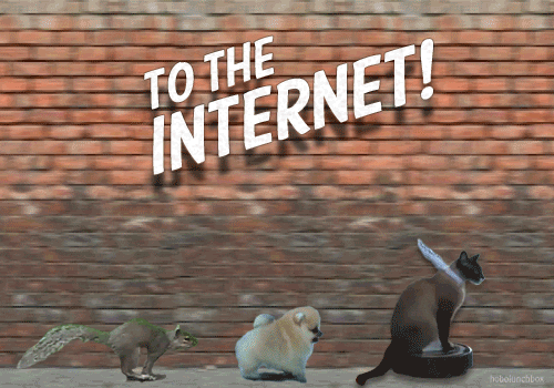 A cat, dog, and a squirrel sprinting with the caption, 'To the Internet!'