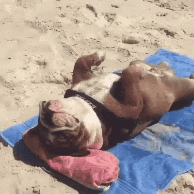 A dog lays on its back on a towel at the beach