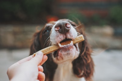 Image for Byte titled 'HELP! I don't know what food to get for my dog 🐶 What should I buy?'
