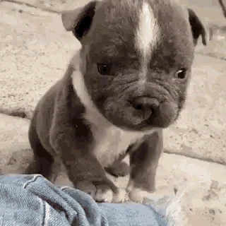A tiny puppy waving,