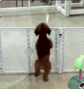 Dog doing a happy dance on his back legs