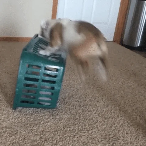 A medium sized white and tan dog jumps into a laundry basket and knocks it over. 
