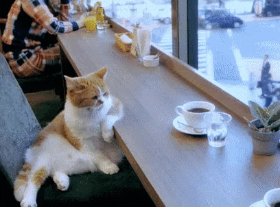 GIF of a cat sitting on a stool at a cafe, looking out the window