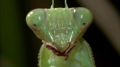 A close-up of a praying mantis chewing.