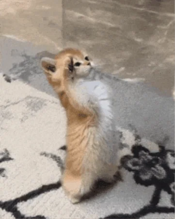 A cat stands on its hind legs and salutes.