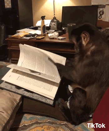 A monkey reading a book