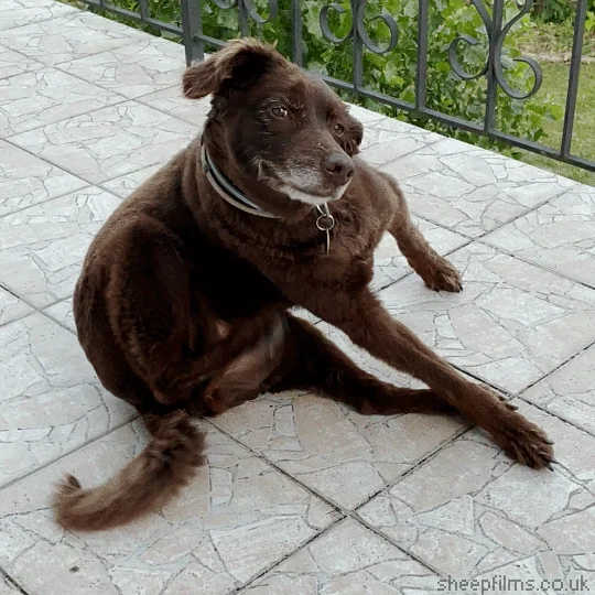 A large brown dog scratching itself