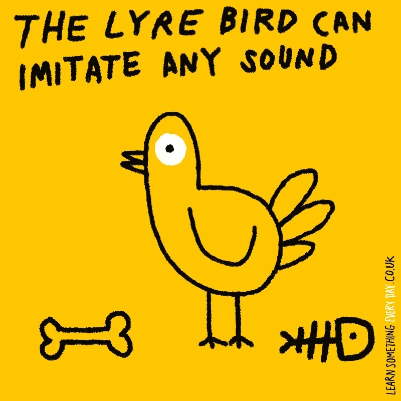 A lyre bird says 'woof' and 'meow'; the text says 'The lyre bird can imitate any sound.'