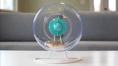 A hamster going round and round on a hamster wheel. 