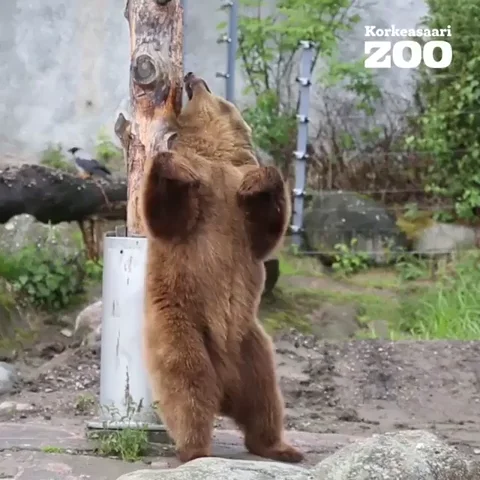 Brown bear scratching their back against a tree