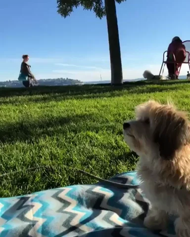 A cute dog giving a person high-five.