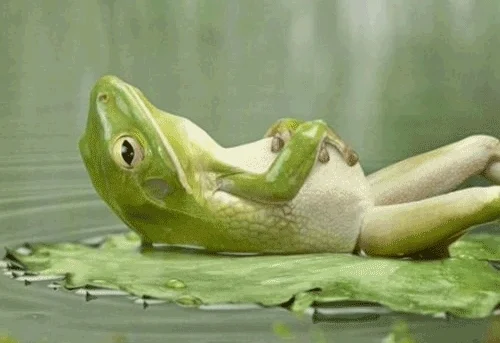 A frog relaxing and laying down on a lily pad.