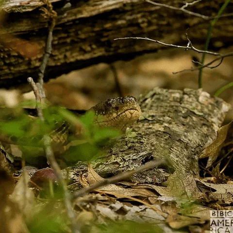 A snake opening its mouth to expose its fangs.