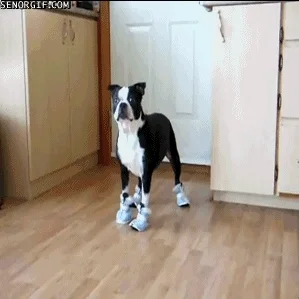A dog wearing a pair of shoes walks across a room.