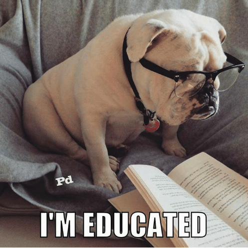A pug with glasses reading a book, saying 'I'm Educated'