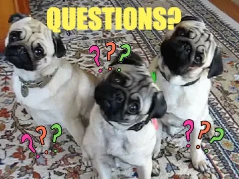 Three cute pug dogs tilting their heads, with the caption, 'Questions? Thoughts? Feelings?'