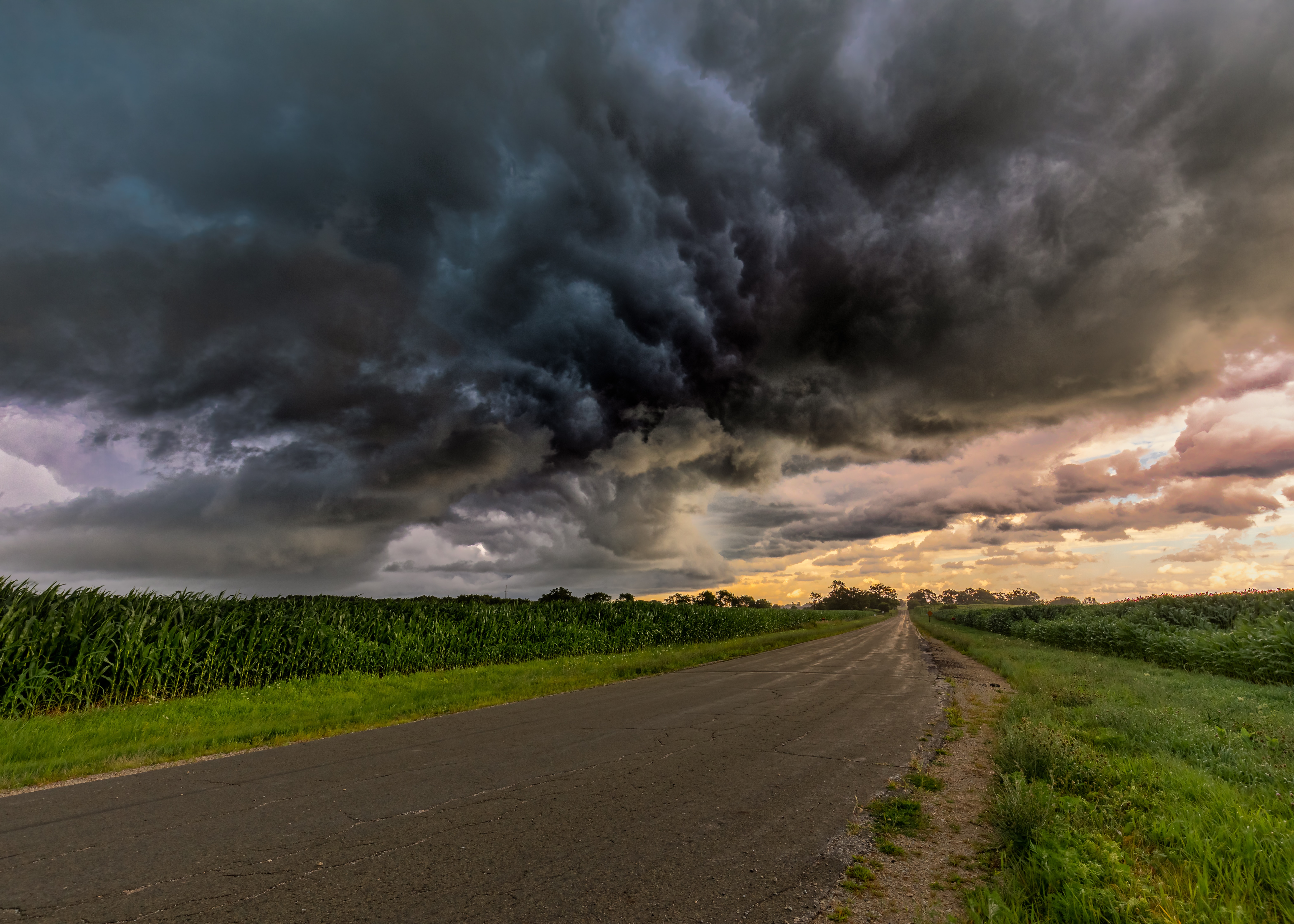 A corn field with a gathering storm on the horizon.