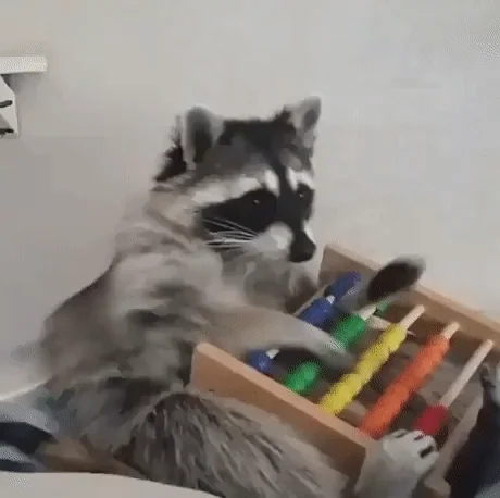 A racoon using an abacus.