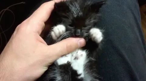 A kitten in a person's lap, gently biting the person's thumb.