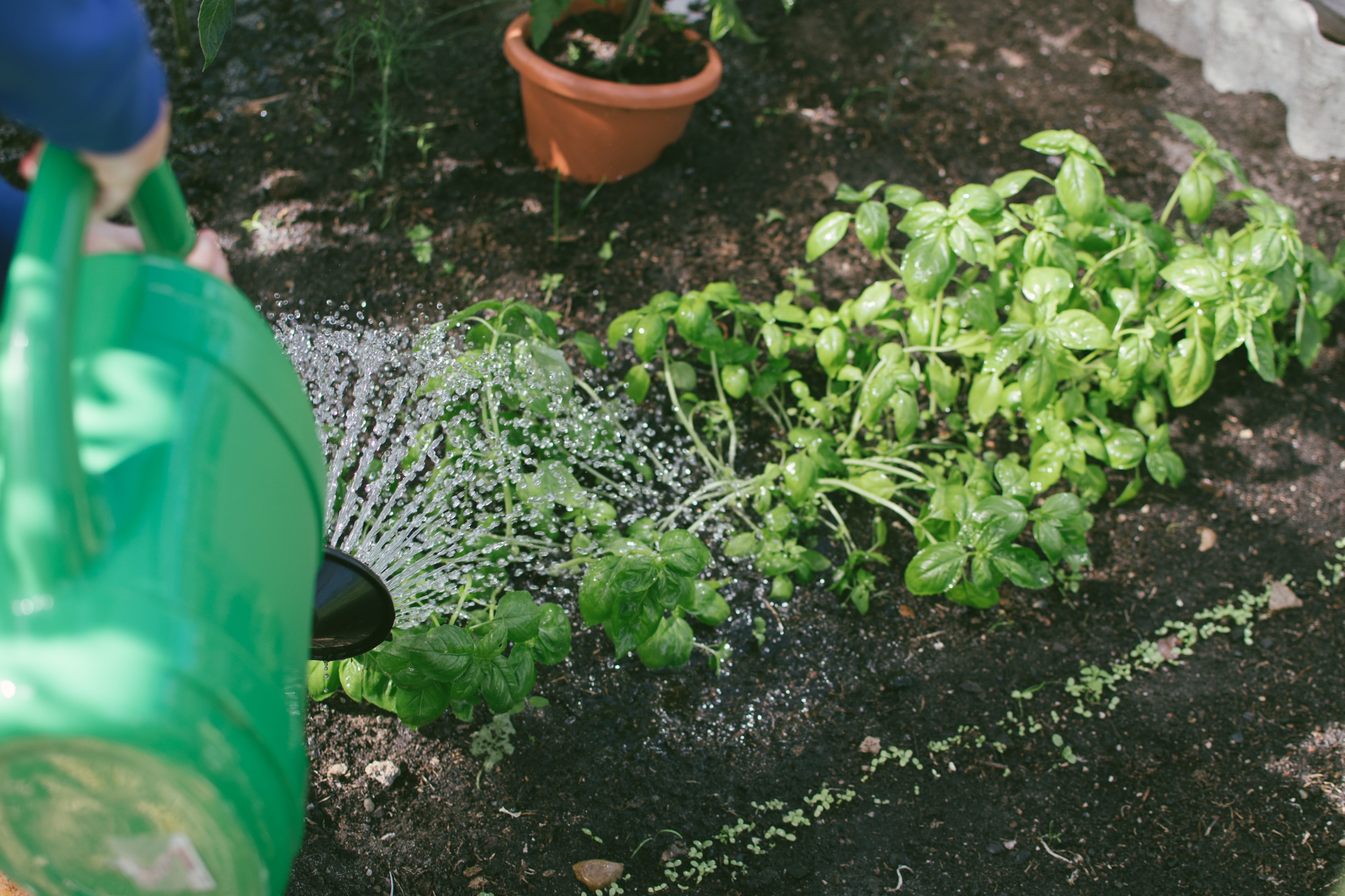 Green watering can being used to water herbs in a garden outside. 