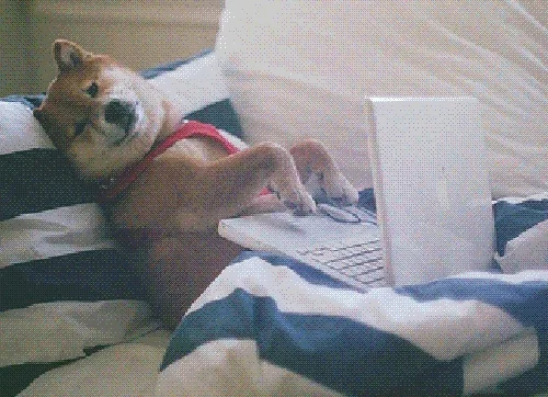 GIF: Blonde-haired dog with pointy ears typing vigorously in bed with a blue and white striped duvet and pillow