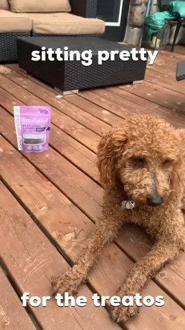 A brown goldedoodle waits for treats. The text reads: 