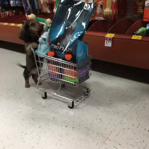 A small Dachshund stands on its hind legs and pushes a tiny shopping cart filled with dog food, drinks, and a toy.