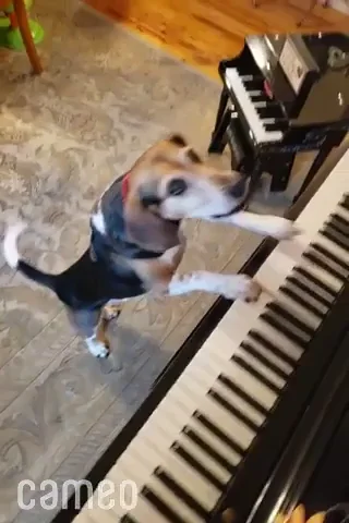 A dog singing while playing piano.