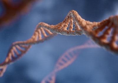 Image for Byte titled 'What's the difference between homologous chromosomes and sister chromatids?'