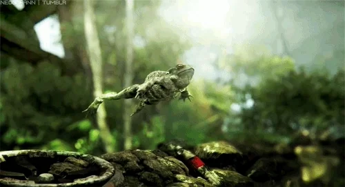 A frog leaping through the air in a forest.