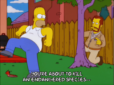 Homer Simpson about to step on an endangered species