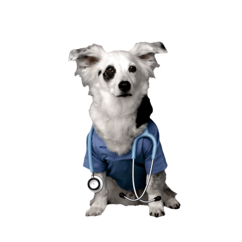 A dog dressed like a veterinarian