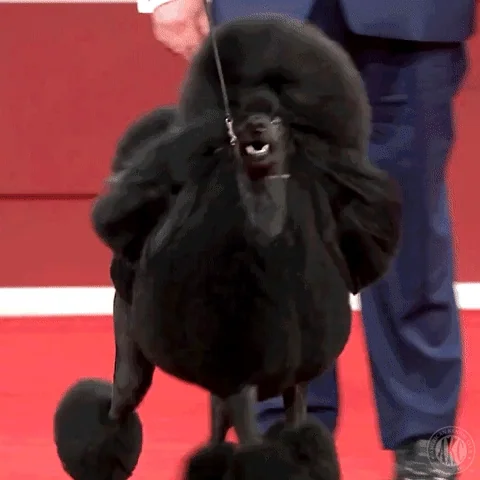 A black standard Poodle at dog show.