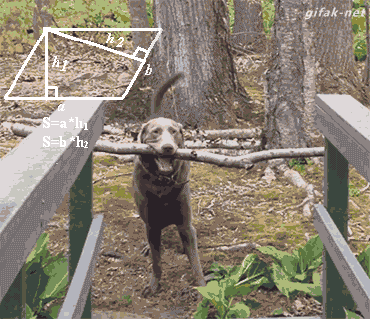A dog figuring out how to move a stick down a narrow bridge