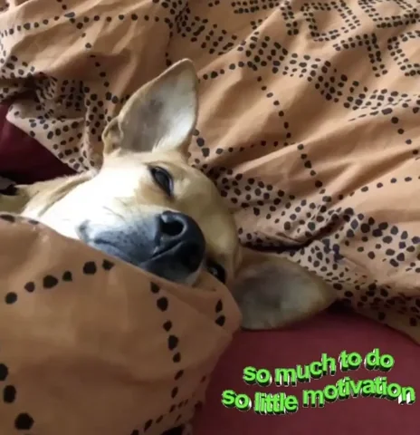 A dog lying down. The text reads: 
