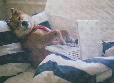 A Shiba Inu dog in a red harness lies on a bed with a laptop, typing rapidly with both their forelegs. 