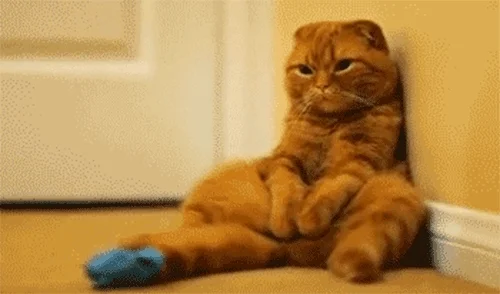 GIF of cat slouched sitting on the floor