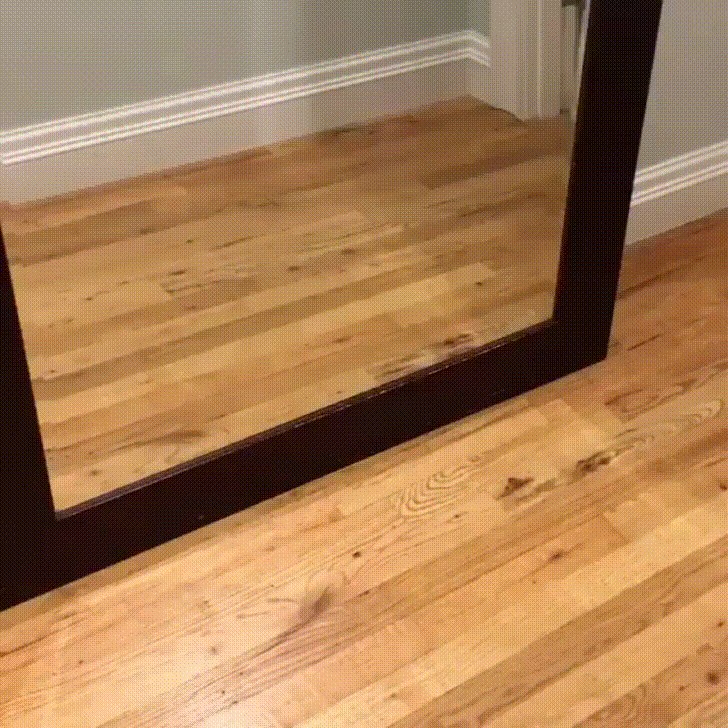 Small bulldog walking by mirror;  sees self and is startled.