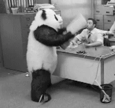 An angry panda slams things in an office.