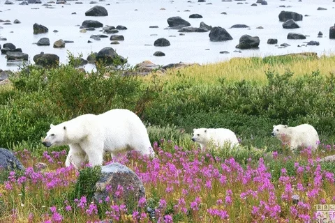 3 polar bears walking through nature. River is in background and purple flowers in foreground.