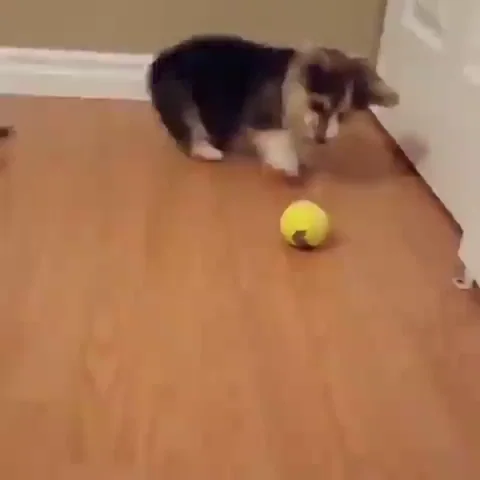 A corgi puppy playing with a tennis ball.