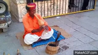 An Indian fakir is playing the dotara and making a snake move to the sound.