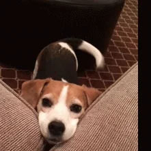 A beagle laying its head on a couch.
