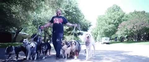 A person walking several dogs.