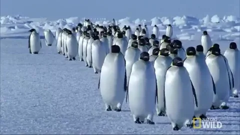 Penguins walking in a line over an Antarctic field of snow.