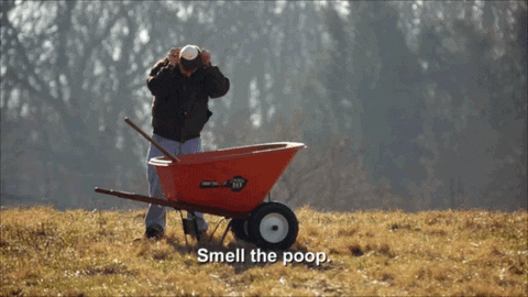 A man puts a mask on while standing by a red wheelbarrow. The caption reads 'smell the poop'