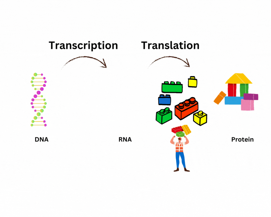 An animation depicting the steps of protein synthesis from DNA to RNA to protein.