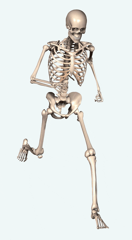 musculoskeletal system GIF