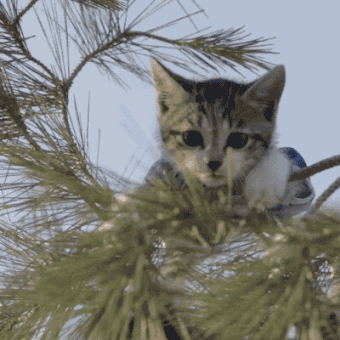 Cat stuck in pine tree on thin branch, meowing, with caption, 